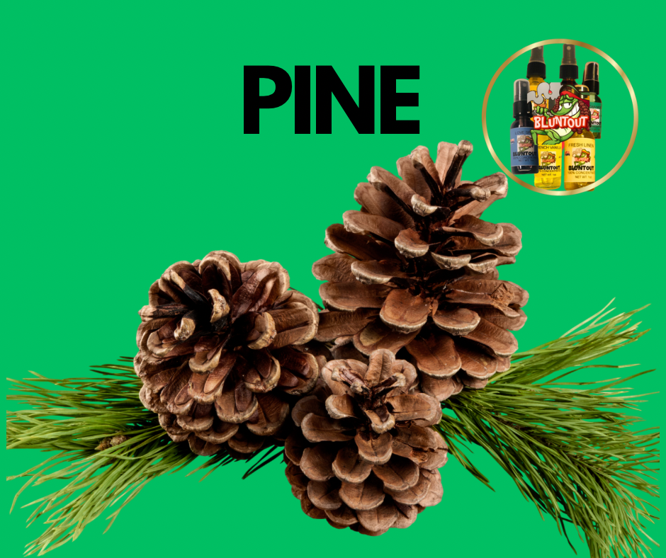BLUNTOUT PINE -OIL BASED AIR FRESHENER
