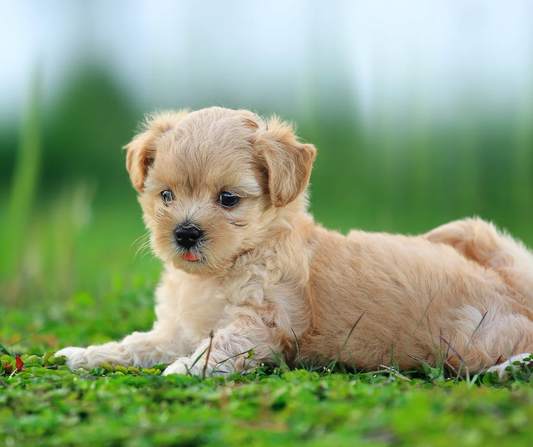 Best Practices for Using Air Fresheners in Pet-Friendly Homes